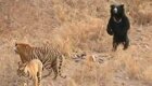 Медведь воспользовался проверенной тактикой и отогнал от себя двух тигров