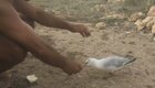 Прожорливую чайку удалось спасти от крючка, застрявшего в её лапе