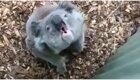А вы слышали, как ругается коала?