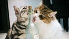 Кот устроил погром в вино-водочном отделе магазина