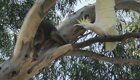 Возмущенный попугай защищает своё дерево от незваного гостя