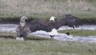 Орланы и беркут устроили охоту на утку