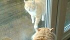 Говорливый кот пытается прогнать чужака со двора