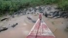 Бразильские рыбаки потревожили покой десятков крокодилов