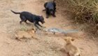 Окружен, но не сломлен: ящер дал отпор бродячим собакам