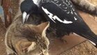 Кошка стойко переносит нападки назойливой сороки