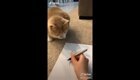 Игра с котом в крестики-нолики