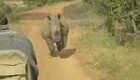 Носорог пустился в погоню за машиной с туристами