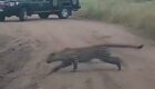 Стремительная атака леопарда на бородавочника