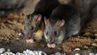 В Китае зафиксирована смерть человека от хантавируса, который распространяют крысы