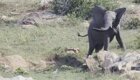 Слон пытается прогнать птиц со своей территории