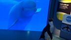 Выпущенный погулять по океанариуму пингвин познакомился с семейством белух