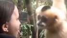 Забавная реакция обезьяны на проколотый язык девушки