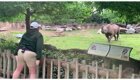 Теплая встреча смотрительницы зоопарка с носорогом