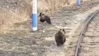 Машинист отпугнул гуляющих по путям медведей