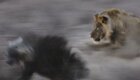 Идущая к водопою гиена не заметила притаившихся львов