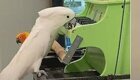 Попугай сыграл на пианино мелодию собственного сочинения