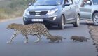 Самка леопарда сопроводила своих маленьких и пугливых детенышей