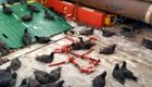 Птичек жалко: на Сахалине сотни серых буревестников оказались заложниками  судна