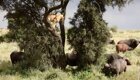 Львице пришлось залезть на дерево, чтобы спрятаться от буйволов