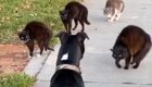 Встреча пса с кошачьей уличной бандой