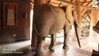 Слон забрел в отель в поисках фруктов
