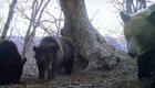 Медвежье семейство развернуло фотоловушку и запечатлело других хищников с необычного ракурса