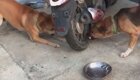 Ссора собак в Таиланде, напоминающая разборку в интернете