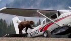 Медведь забрался на самолет и попытался его исследовать
