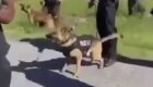 Полицейская собака сделала кусь протестующему