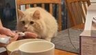Реакция кошки, впервые попробовавшей мороженое