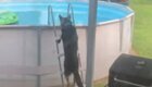 Сообразительный пес научился пользоваться лестницей, чтобы купаться в бассейне