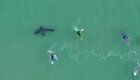 Подросток с помощью дрона запечатлел большую белую акулу рядом с серферами