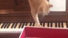 Кот решил слезть с пианино и пожалел об этом