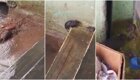 Крыса спасает своих детенышей во время потопа