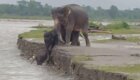 В Индии слоны помогли маленькому детенышу выбраться из реки