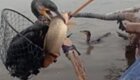Рыбалка с тренированными бакланами