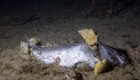 Что происходит с мертвой рыбой на дне океана?