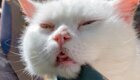 "Ни о чем не жалею": кот погрыз пакет с кошачьей мятой