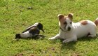Австралийская сорока играет вместе с собакой
