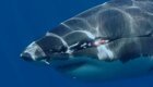 Джокер подводного мира: огромная любознательная акула с гигантским шрамом