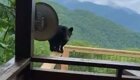 Медведь-паркурщик забрался на балкон