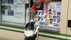 Собака каждый день встречает фургон с мороженым