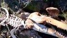 На Ямале рыбак обнаружил пятиметровый скелет неизвестного животного