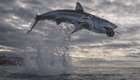 Белая акула выпрыгнула из воды на рекордную высоту