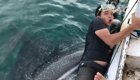 Огромная китовая акула познакомилась с людьми