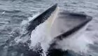 Неожиданное появление кита застало детей врасплох