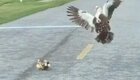 Отважная утка бросилась на ястреба, чтобы защитить своих птенцов