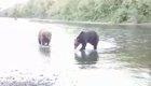 Медведи ловят рыбу на реке вместе с людьми