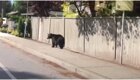 Медведь сломал забор, пытаясь сбежать от автомобиля